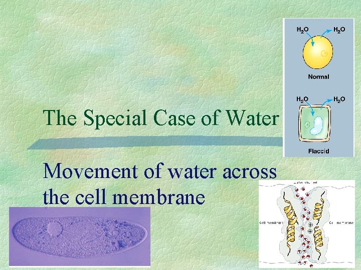 The Special Case of Water Movement of water across the cell membrane 2007 -2008