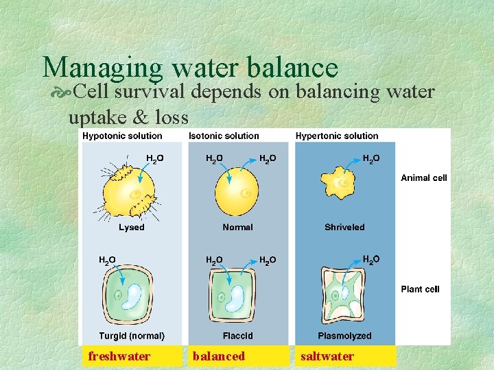 Managing water balance Cell survival depends on balancing water uptake & loss freshwater balanced