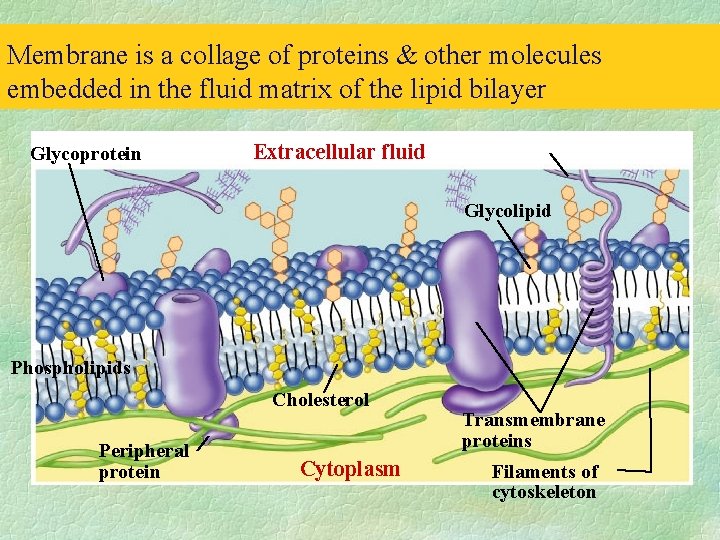 Membrane is a collage of proteins & other molecules embedded in the fluid matrix