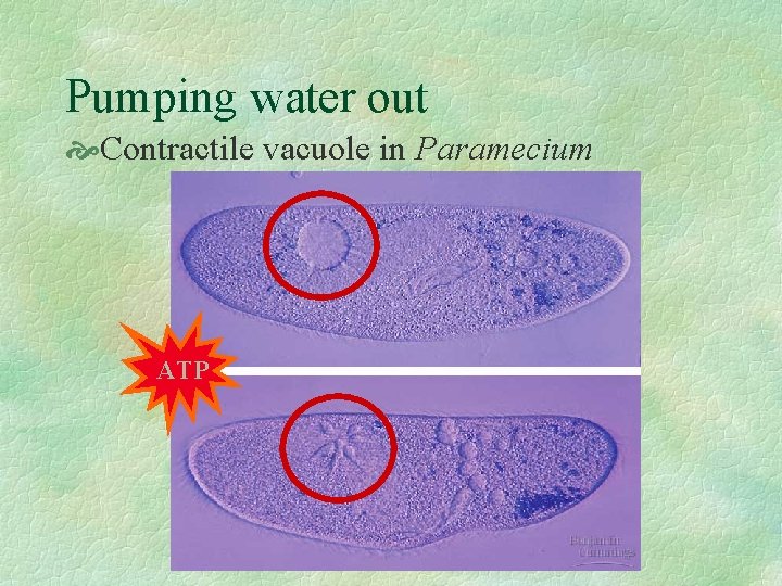 Pumping water out Contractile vacuole in Paramecium ATP 