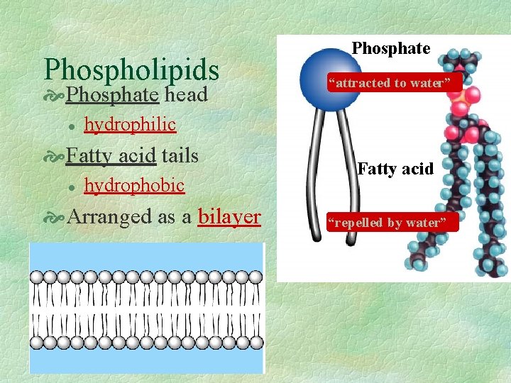 Phospholipids Phosphate head l “attracted to water” hydrophilic Fatty acid tails l Phosphate hydrophobic