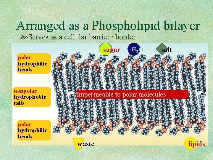 Arranged as a Phospholipid bilayer Serves as a cellular barrier / border sugar polar