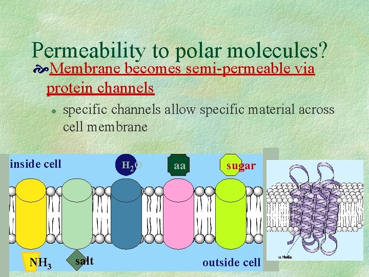 Permeability to polar molecules? Membrane becomes semi-permeable via protein channels l specific channels allow