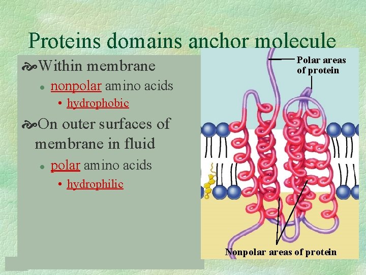 Proteins domains anchor molecule Within membrane l Polar areas of protein nonpolar amino acids