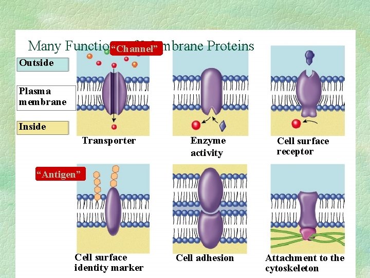 Many Functions of Membrane Proteins “Channel” Outside Plasma membrane Inside Transporter Enzyme activity Cell