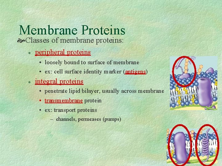 Membrane Proteins Classes of membrane proteins: l peripheral proteins • loosely bound to surface