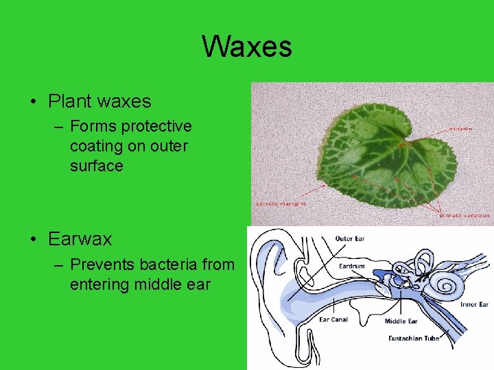 Waxes • Plant waxes – Forms protective coating on outer surface • Earwax –