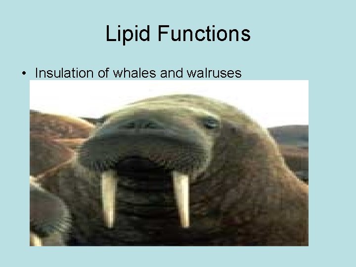 Lipid Functions • Insulation of whales and walruses 