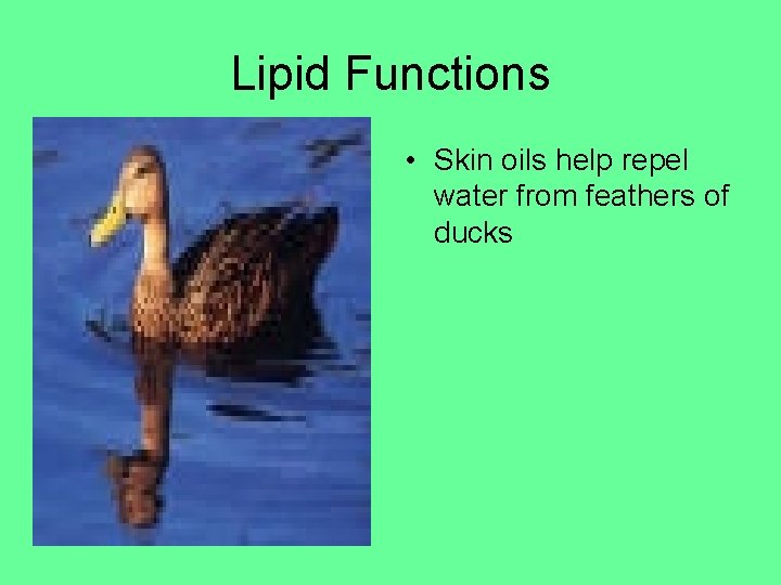 Lipid Functions • Skin oils help repel water from feathers of ducks 