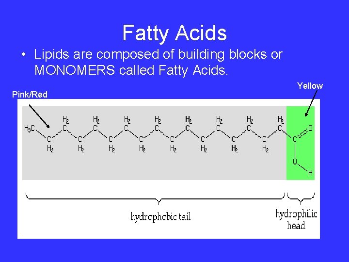 Fatty Acids • Lipids are composed of building blocks or MONOMERS called Fatty Acids.