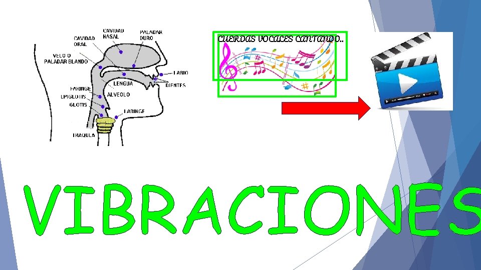 CUERDAS VOCALES CANTANDO. . 