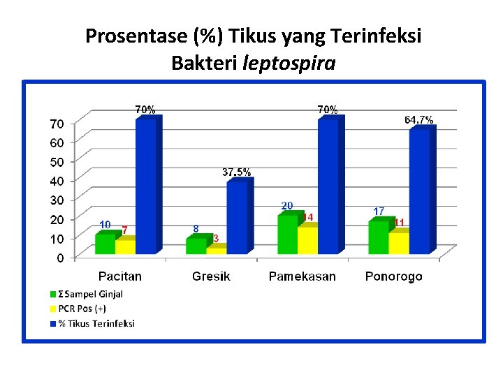 Prosentase (%) Tikus yang Terinfeksi Bakteri leptospira 