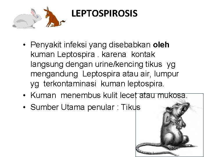 LEPTOSPIROSIS • Penyakit infeksi yang disebabkan oleh kuman Leptospira. karena kontak langsung dengan urine/kencing