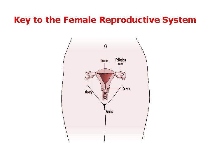 Key to the Female Reproductive System 