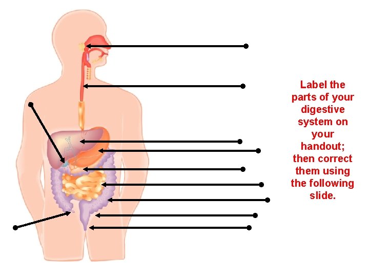 Label the parts of your digestive system on your handout; then correct them using