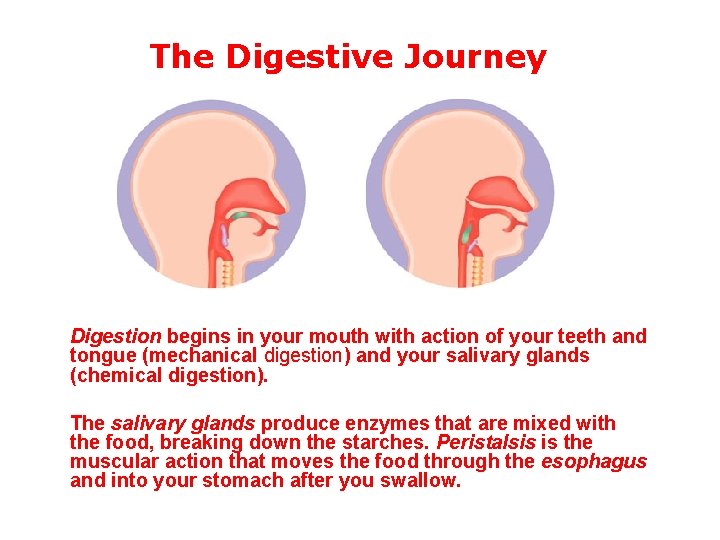 The Digestive Journey Digestion begins in your mouth with action of your teeth and