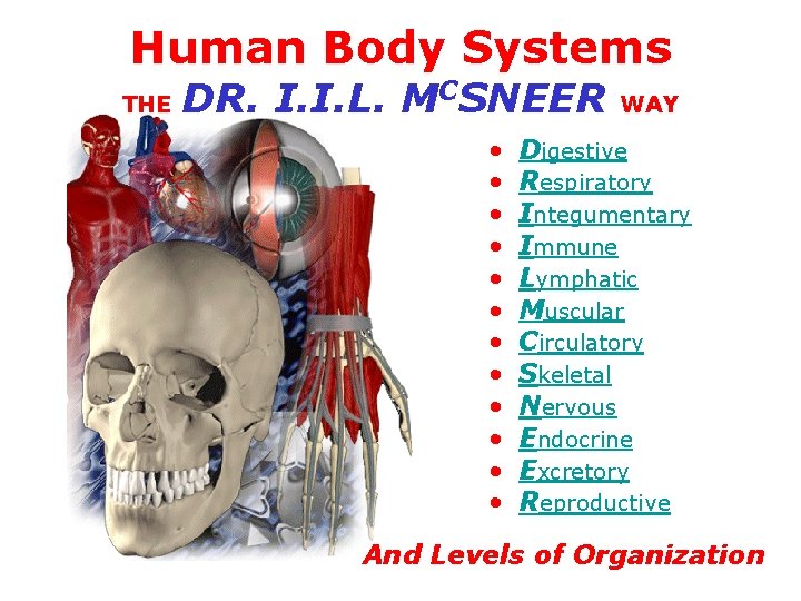 Human Body Systems THE DR. I. I. L. MCSNEER • • • WAY Digestive