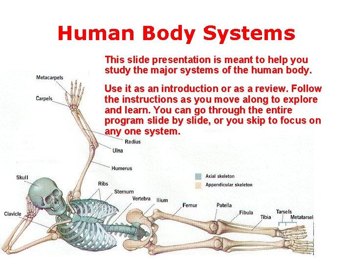 Human Body Systems This slide presentation is meant to help you study the major