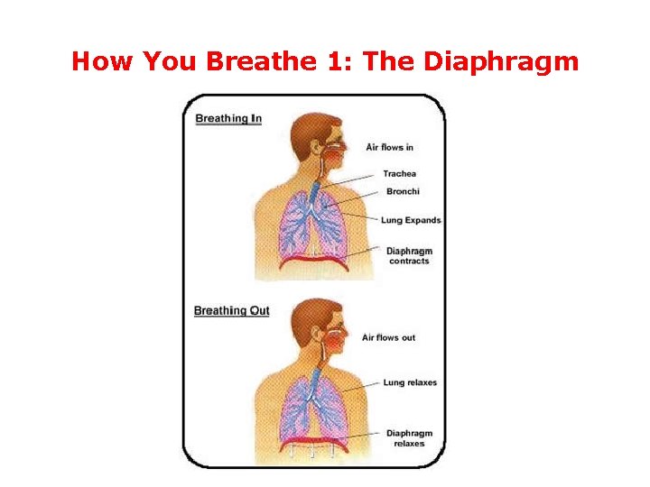 How You Breathe 1: The Diaphragm 