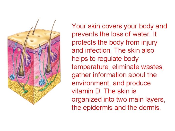 Your skin covers your body and prevents the loss of water. It protects the