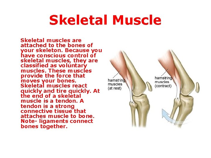 Skeletal Muscle Skeletal muscles are attached to the bones of your skeleton. Because you