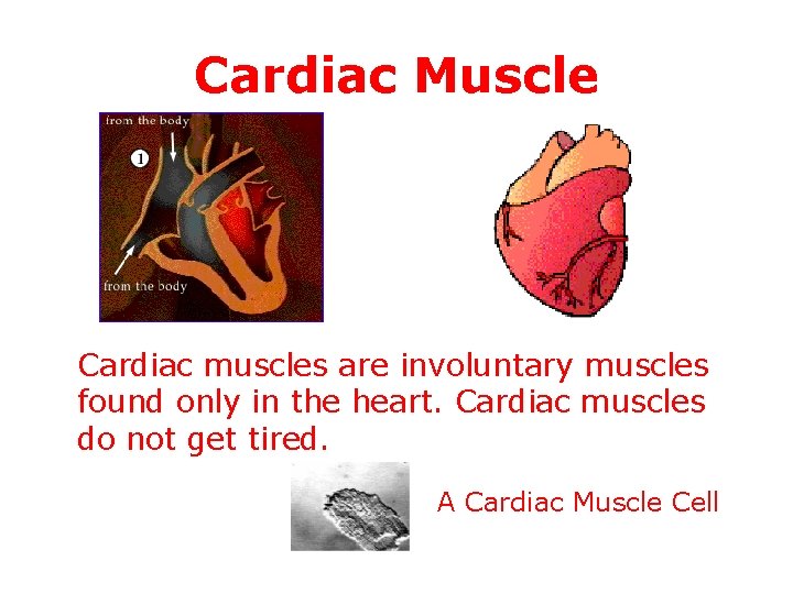 Cardiac Muscle Cardiac muscles are involuntary muscles found only in the heart. Cardiac muscles