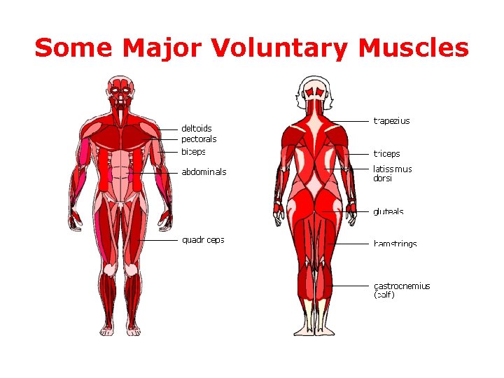 Some Major Voluntary Muscles 