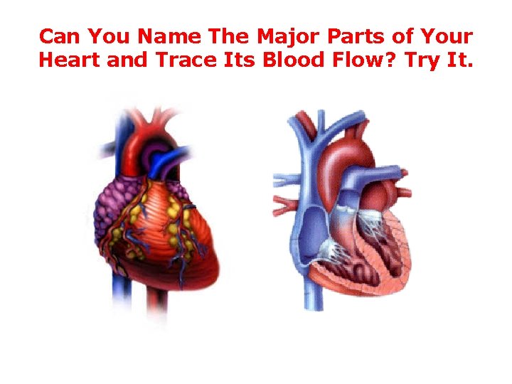 Can You Name The Major Parts of Your Heart and Trace Its Blood Flow?