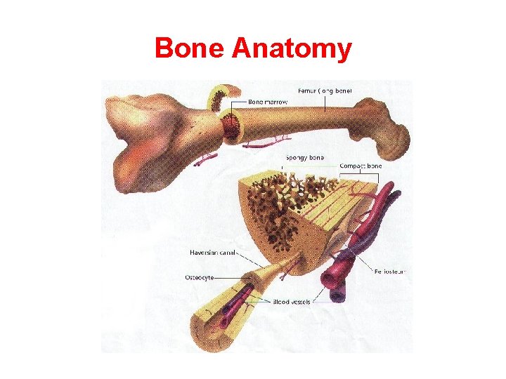 Bone Anatomy 