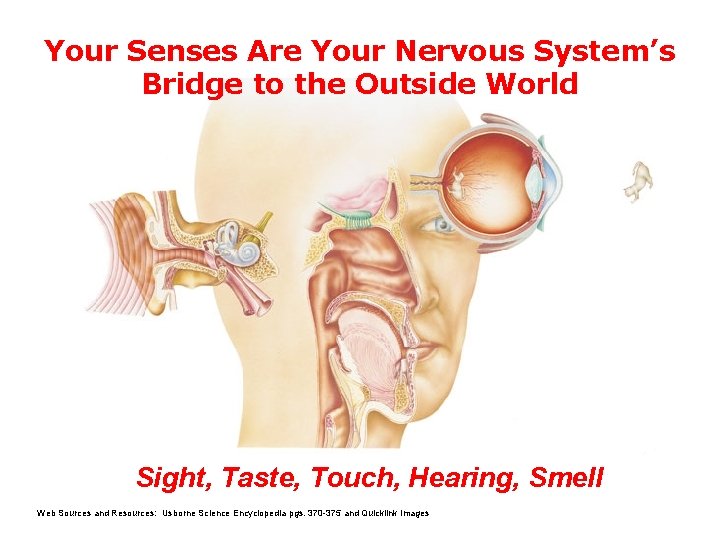 Your Senses Are Your Nervous System’s Bridge to the Outside World Sight, Taste, Touch,