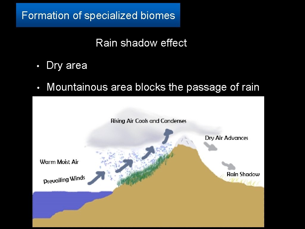 Formation of specialized biomes Rain shadow effect • Dry area • Mountainous area blocks