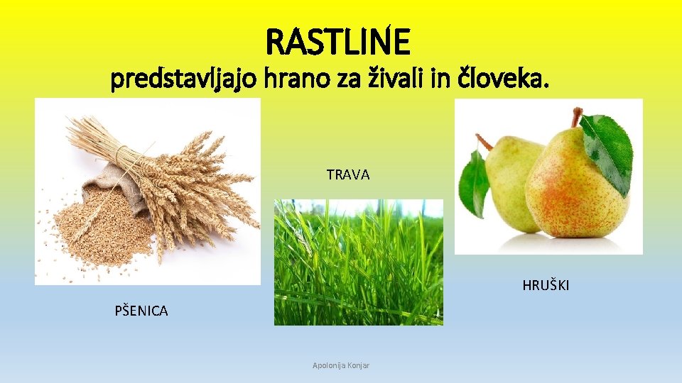 RASTLINE predstavljajo hrano za živali in človeka. TRAVA HRUŠKI PŠENICA Apolonija Konjar 