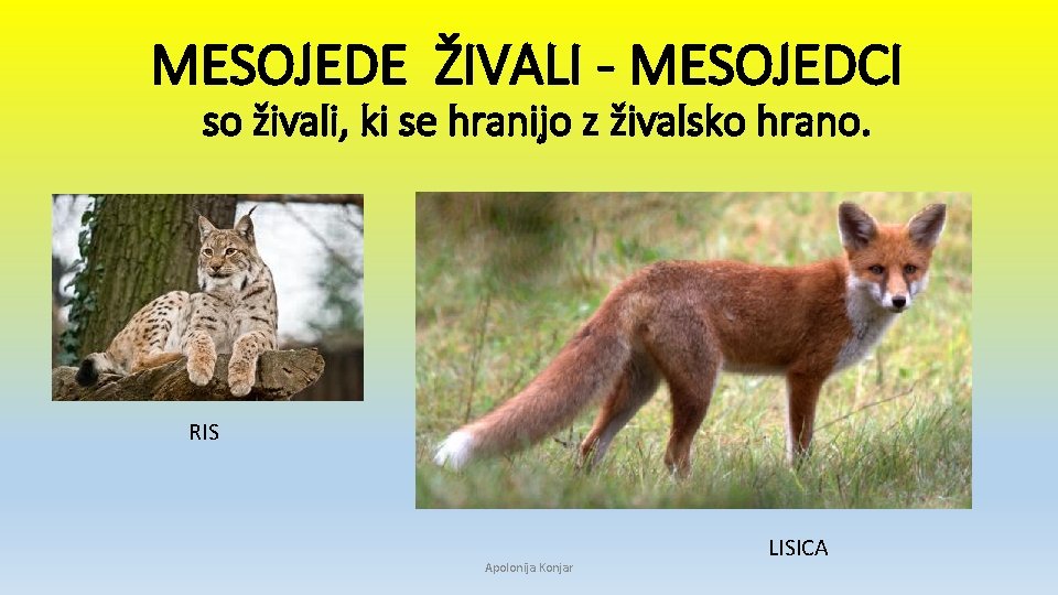 MESOJEDE ŽIVALI - MESOJEDCI so živali, ki se hranijo z živalsko hrano. RIS Apolonija