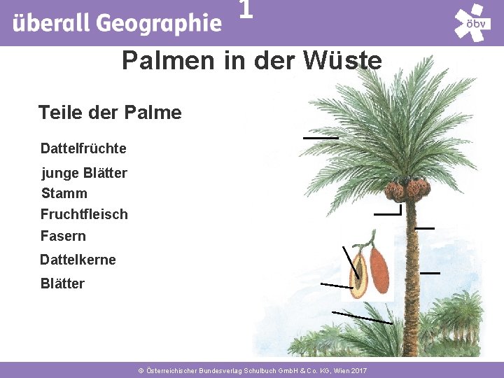 1 Palmen in der Wüste Teile der Palme Dattelfrüchte junge Blätter Stamm Fruchtfleisch Fasern