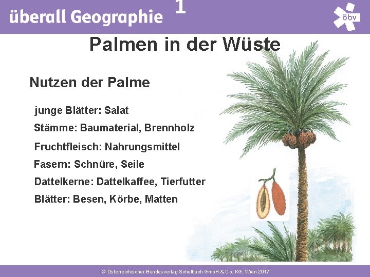 1 Palmen in der Wüste Nutzen der Palme junge Blätter: Salat Stämme: Baumaterial, Brennholz