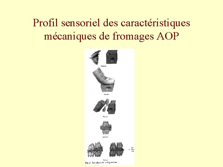 Profil sensoriel des caractéristiques mécaniques de fromages AOP 