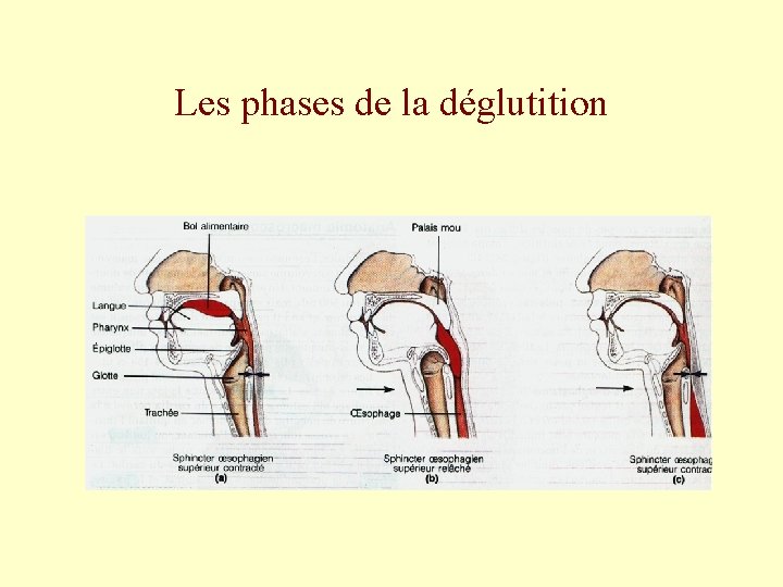 Les phases de la déglutition 