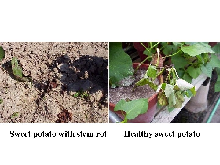 Sweet potato with stem rot Healthy sweet potato 