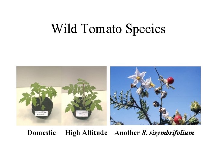 Wild Tomato Species Domestic High Altitude Another S. sisymbrifolium 
