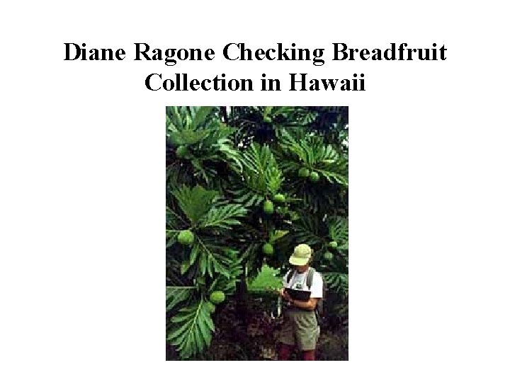 Diane Ragone Checking Breadfruit Collection in Hawaii 