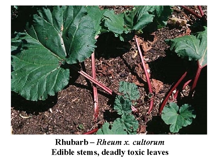 Rhubarb – Rheum x. cultorum Edible stems, deadly toxic leaves 