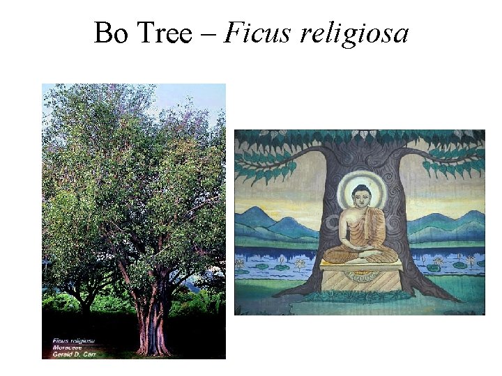Bo Tree – Ficus religiosa 