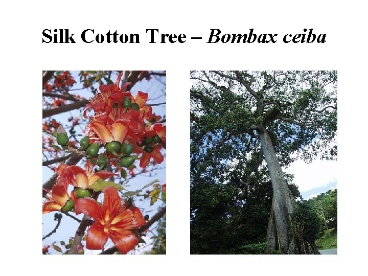 Silk Cotton Tree – Bombax ceiba 