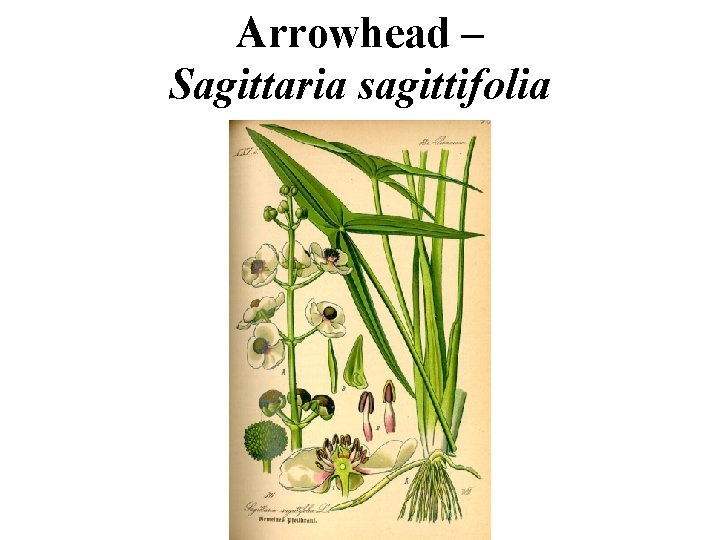 Arrowhead – Sagittaria sagittifolia 