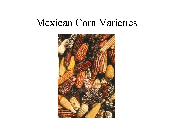 Mexican Corn Varieties 