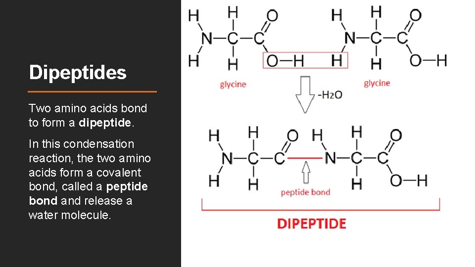 Dipeptides Two amino acids bond to form a dipeptide. In this condensation reaction, the Dipeptides Two amino acids bond to form a dipeptide. In this condensation reaction, the