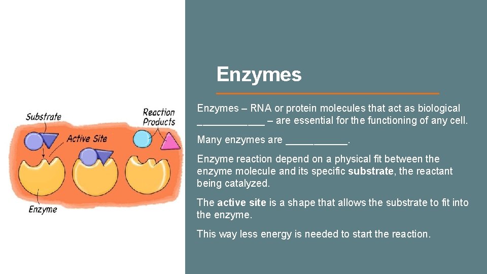 Enzymes – RNA or protein molecules that act as biological ______ – are essential Enzymes – RNA or protein molecules that act as biological ______ – are essential