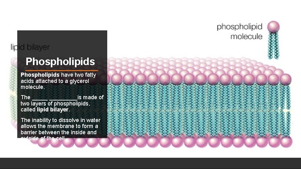 Phospholipids have two fatty acids attached to a glycerol molecule. The _________is made of Phospholipids have two fatty acids attached to a glycerol molecule. The _________is made of