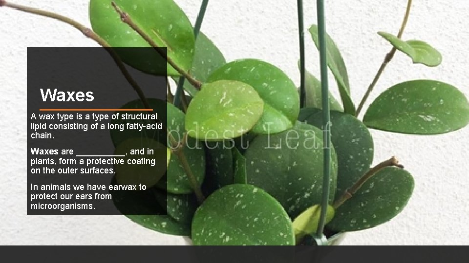 Waxes A wax type is a type of structural lipid consisting of a long Waxes A wax type is a type of structural lipid consisting of a long