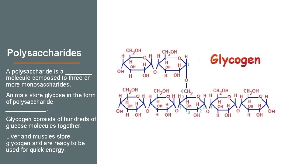 Polysaccharides A polysaccharide is a ____ molecule composed to three or more monosaccharides. Animals Polysaccharides A polysaccharide is a ____ molecule composed to three or more monosaccharides. Animals